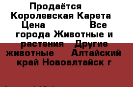 Продаётся!     Королевская Карета › Цена ­ 300 000 - Все города Животные и растения » Другие животные   . Алтайский край,Новоалтайск г.